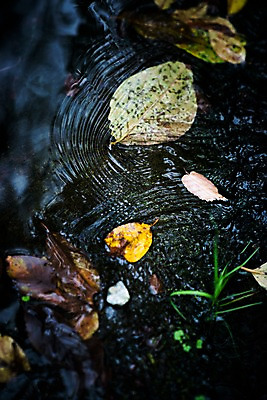 포토 JPG 주간 낙엽 자연 나뭇잎 풍경 사람없음 야외 물 국내포토 자연요소 잎 생태계 파일형식