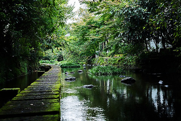 포토 JPG 주간 나무 자연 풍경 사람없음 야외 개울 돌다리 국내포토 자연요소 식물 강 돌 다리 생태계 가교 파일형식