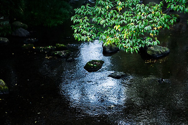 포토 JPG 주간 나무 호수 자연 나뭇잎 풍경 사람없음 야외 바위 국내포토 자연요소 식물 잎 돌_바위 생태계 파일형식