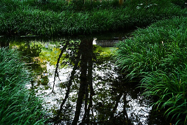 포토 JPG 주간 나무 호수 자연 물그림자 풍경 사람없음 야외 풀 국내포토 자연요소 식물 그림자 생태계 파일형식