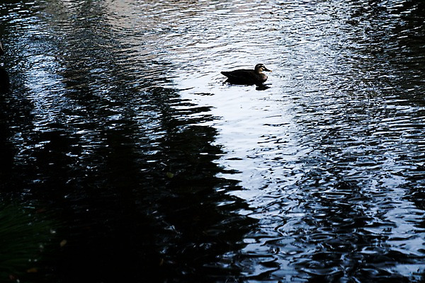 포토 JPG 주간 한마리 자연 풍경 사람없음 야외 강 청둥오리 국내포토 자연요소 1 오리 생태계 파일형식