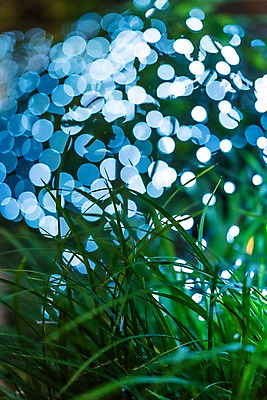 포토 JPG 주간 자연 사람없음 야외 풀 국내포토 자연요소 식물 생태계 파일형식