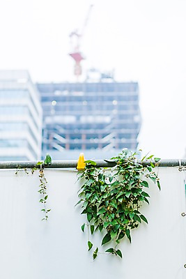 포토 JPG 주간 거리풍경 빌딩 사람없음 야외 아웃포커스 담쟁이덩굴 가림막 국내포토 자연요소 거리 촬영기법 풍경 건물 덩굴 파일형식