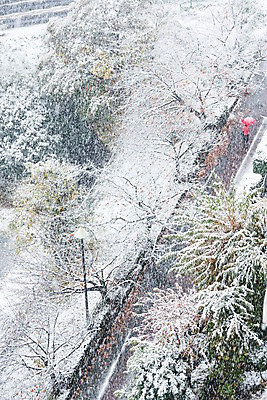 포토 JPG 주간 나무 도로 겨울 우산 한명 풍경 야외 눈 보행자 겨울풍경 국내포토 자연요소 식물 1 계절 길 교통시설 날씨 사람 파일형식