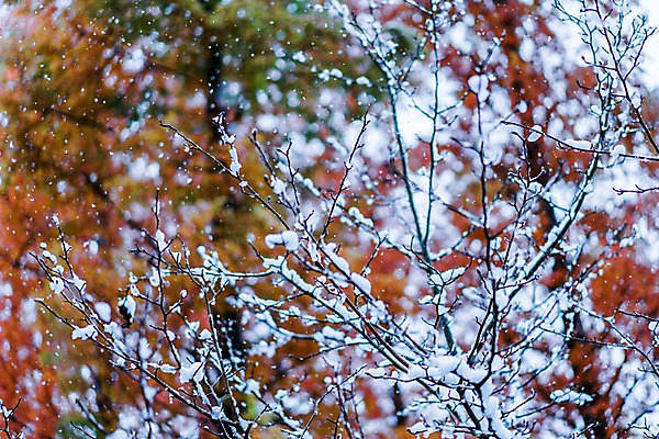 포토 JPG 주간 나무 겨울 자연 사람없음 야외 아웃포커스 나뭇가지 눈 국내포토 자연요소 식물 계절 날씨 촬영기법 생태계 파일형식