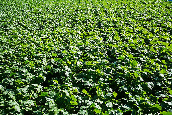 포토 JPG 주간 백그라운드 밭 자연 풍경 사람없음 야외 초록색 농작물 농경지 농사 국내포토 자연요소 컬러 농업 농장 생태계 파일형식