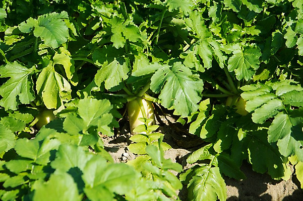 포토 JPG 주간 밭 자연 사람없음 야외 농작물 농사 무 무청 국내포토 자연요소 농업 뿌리채소 생태계 파일형식