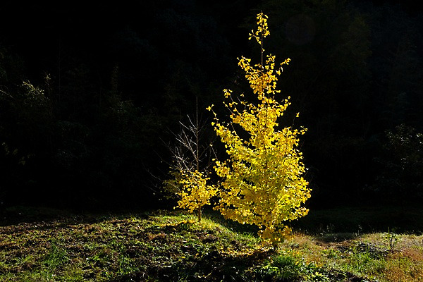 포토 JPG 주간 자연 풍경 사람없음 야외 가을 은행나무 국내포토 자연요소 나무 계절 생태계 파일형식