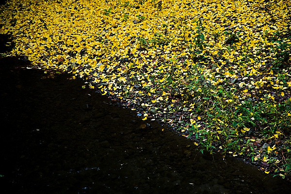 포토 JPG 주간 낙엽 자연 풍경 사람없음 야외 강 가을 은행잎 국내포토 자연요소 계절 잎 생태계 파일형식