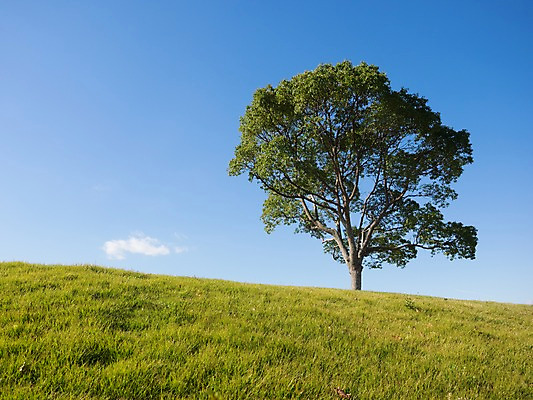 포토 JPG 주간 나무 구름 자연 하늘 풍경 초원 사람없음 야외 언덕 국내포토 자연요소 식물 생태계 파일형식