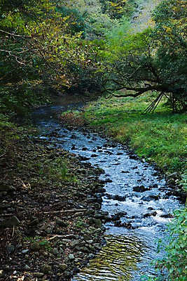 포토 JPG 주간 나무 자연 풍경 사람없음 야외 개울 숲 국내포토 자연요소 식물 강 생태계 파일형식