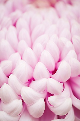 포토 JPG 꽃잎 꽃 분홍색 백그라운드 자연 국화 근접촬영 사람없음 아웃포커스 국내포토 식물 뷰포인트 컬러 촬영기법 생태계 파일형식