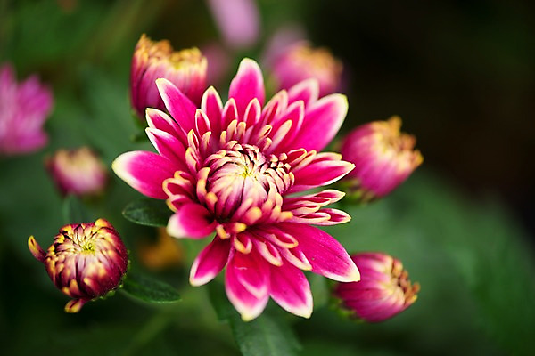 포토 JPG 주간 꽃 분홍색 여러송이 자연 근접촬영 사람없음 야외 아웃포커스 국내포토 자연요소 식물 뷰포인트 컬러 다수 촬영기법 생태계 파일형식