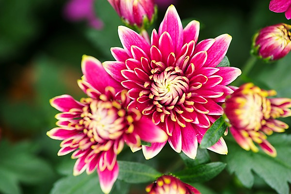 포토 JPG 주간 꽃 분홍색 여러송이 자연 근접촬영 사람없음 야외 아웃포커스 국내포토 자연요소 식물 뷰포인트 컬러 다수 촬영기법 생태계 파일형식