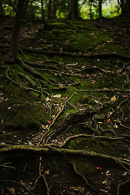 포토 JPG 주간 나무 낙엽 자연 이끼 풍경 사람없음 야외 가을 숲 뿌리 국내포토 자연요소 식물 계절 잎 생태계 파일형식