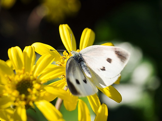 포토 JPG 주간 꽃 나비 자연 근접촬영 사람없음 야외 아웃포커스 국내포토 자연요소 식물 뷰포인트 곤충 촬영기법 생태계 파일형식
