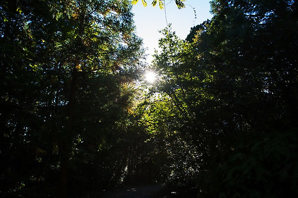 포토 JPG 주간 나무 자연 풍경 사람없음 야외 햇빛 숲 국내포토 자연요소 식물 태양 생태계 파일형식