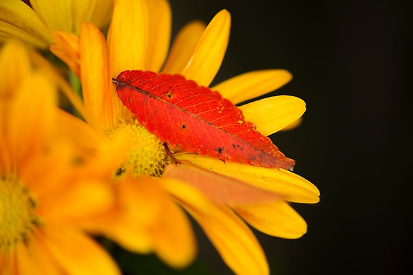 포토 JPG 꽃 낙엽 자연 근접촬영 사람없음 아웃포커스 노란색 국내포토 식물 뷰포인트 컬러 잎 촬영기법 생태계 파일형식