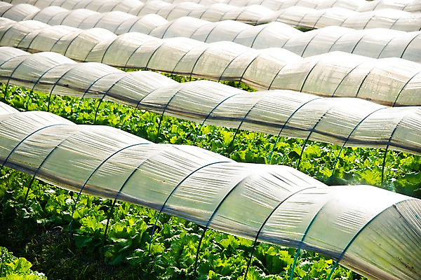 포토 JPG 주간 밭 사람없음 야외 농작물 농사 농촌 비닐하우스 국내포토 자연요소 농업 시골 파일형식