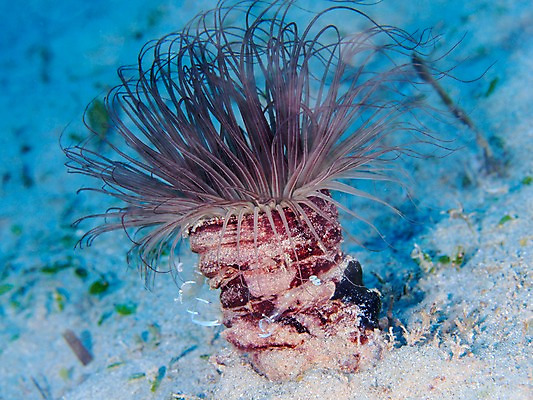 포토 JPG 바다 자연 근접촬영 사람없음 바닷속 수중동물 산호 국내포토 동물 뷰포인트 수중 자포동물 생태계 파일형식