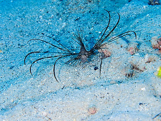 포토 JPG 한마리 모래 바다 자연 어류 사람없음 바닷속 국내포토 1 수중 수중동물 생태계 파일형식