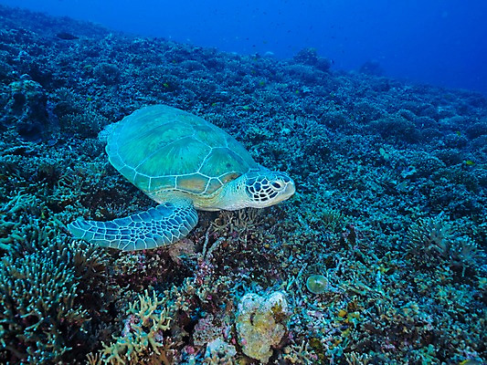 포토 JPG 한마리 바다 자연 사람없음 바닷속 산호 거북이 국내포토 1 파충류 수중 자포동물 생태계 파일형식