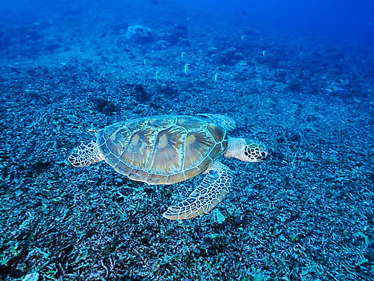 포토 JPG 한마리 바다 자연 사람없음 바닷속 거북이 국내포토 1 파충류 수중 생태계 파일형식