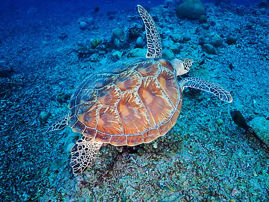 포토 JPG 한마리 바다 자연 사람없음 바닷속 거북이 국내포토 1 파충류 수중 생태계 파일형식