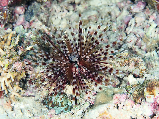 포토 JPG 바다 자연 어류 사람없음 바닷속 산호 국내포토 수중 수중동물 자포동물 생태계 파일형식