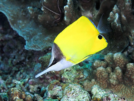 포토 JPG 한마리 바다 자연 어류 사람없음 바닷속 산호 열대어 국내포토 1 수중 수중동물 자포동물 생태계 파일형식