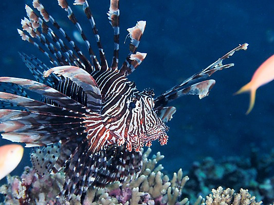 포토 JPG 바다 자연 어류 사람없음 바닷속 산호 국내포토 수중 수중동물 자포동물 생태계 파일형식