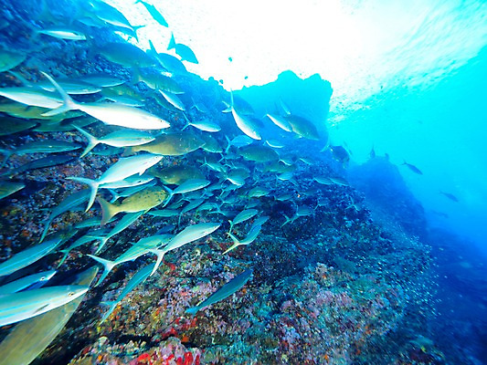 포토 JPG 바다 여러마리 자연 어류 사람없음 바닷속 바위 국내포토 다수 수중 수중동물 돌_바위 생태계 파일형식
