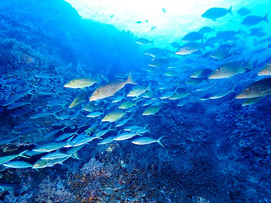 포토 JPG 바다 여러마리 자연 어류 사람없음 바닷속 바위 국내포토 다수 수중 수중동물 돌_바위 생태계 파일형식