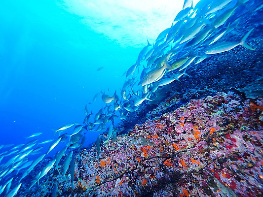 포토 JPG 바다 여러마리 자연 어류 사람없음 바닷속 바위 국내포토 다수 수중 수중동물 돌_바위 생태계 파일형식
