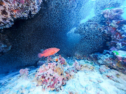 포토 JPG 한마리 바다 자연 어류 사람없음 바닷속 바위 국내포토 1 수중 수중동물 돌_바위 생태계 파일형식