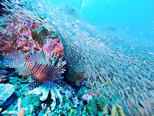 포토 JPG 바다 여러마리 자연 어류 사람없음 바닷속 국내포토 다수 수중 수중동물 생태계 파일형식