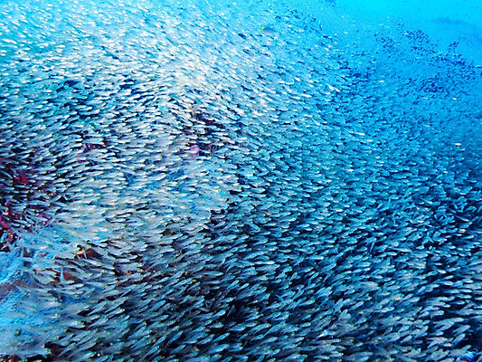 포토 JPG 바다 여러마리 자연 어류 사람없음 바닷속 국내포토 다수 수중 수중동물 생태계 파일형식
