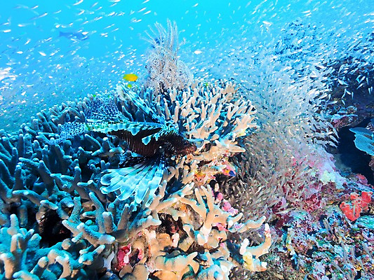 포토 JPG 바다 여러마리 자연 어류 사람없음 바닷속 산호 국내포토 다수 수중 수중동물 자포동물 생태계 파일형식