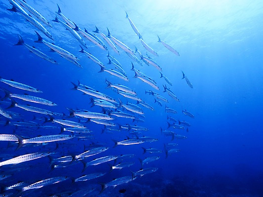 포토 JPG 바다 여러마리 자연 어류 사람없음 바닷속 국내포토 다수 수중 수중동물 생태계 파일형식