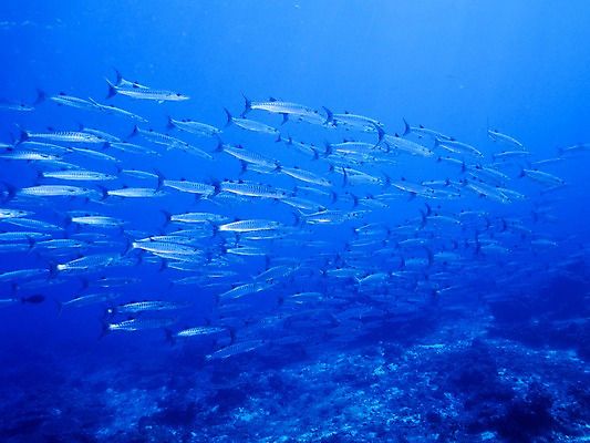 포토 JPG 바다 여러마리 자연 어류 사람없음 바닷속 국내포토 다수 수중 수중동물 생태계 파일형식