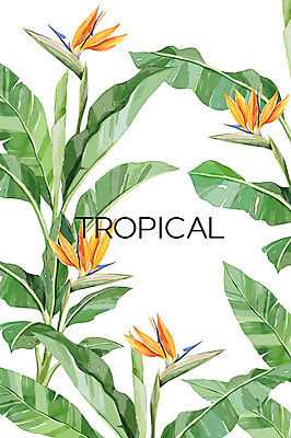 PSD 꽃 백그라운드 일러스트 열대 사람없음 여름 열대나무 야자수잎 극락조화 보테니컬아트 트로피컬아트 국내일러스트 나무 식물 계절 잎 그림 파일형식