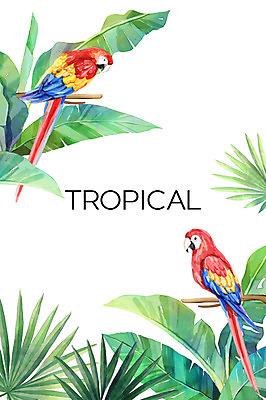 PSD 나무 백그라운드 두마리 일러스트 열대 사람없음 여름 앵무새 열대나무 야자수잎 극락조화 보테니컬아트 트로피컬아트 국내일러스트 식물 계절 잎 2 조류 그림 파일형식