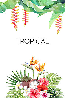 PSD 백그라운드 일러스트 열대 사람없음 여름 플루메리아 야자수잎 극락조화 망고스틴 열대꽃 헬리코니아 히비스커스 보테니컬아트 트로피컬아트 국내일러스트 식물 계절 꽃 잎 과일 그림 파일형식