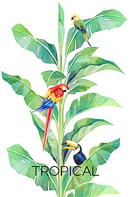 PSD 백그라운드 일러스트 열대 세마리 사람없음 여름 앵무새 야자수잎 큰부리새 헬리코니아 보테니컬아트 트로피컬아트 국내일러스트 식물 계절 잎 조류 3 그림 파일형식