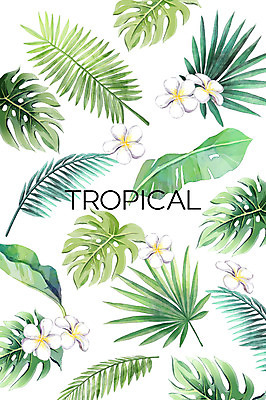 PSD 백그라운드 일러스트 열대 사람없음 여름 플루메리아 야자수잎 몬스테라 열대잎 보테니컬아트 트로피컬아트 국내일러스트 식물 계절 꽃 잎 그림 파일형식