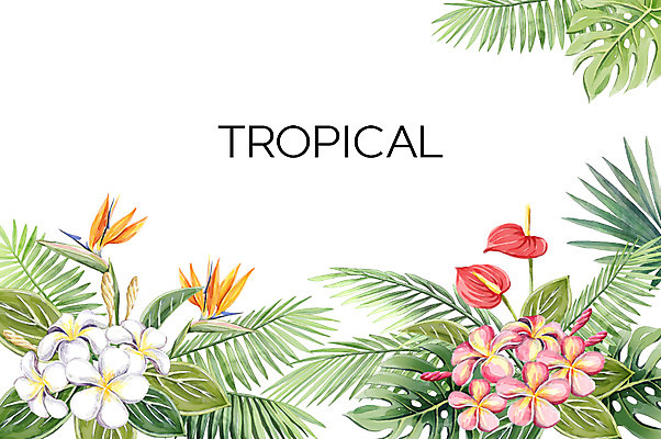 PSD 백그라운드 일러스트 사람없음 여름 플루메리아 열대나무 야자수잎 극락조화 몬스테라 히비스커스 보테니컬아트 트로피컬아트 국내일러스트 나무 식물 계절 꽃 잎 그림 파일형식