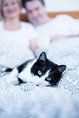 포토 JPG 백인 한마리 부부 응시 여자 남자 중년 50대 가족 휴식 실내 웃음 앉기 상반신 두명 앞모습 아웃포커스 노부부 고양이 기댐 다정 침대 반려 부부라이프 중년만 국내포토 서양인 1 라이프스타일 커플 시선 뷰포인트 가구 컨셉 포유류 관계 모션 촬영기법 표정 사람 성인 내부 반려동물 성인만 파일형식