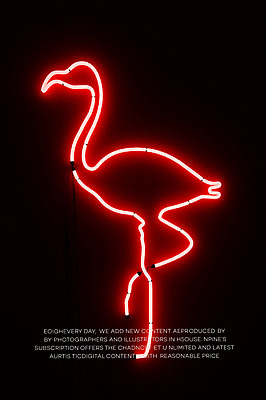 PSD 편집이미지 백그라운드 타이포그라피 사람없음 3D 플라밍고 디지털합성 네온 네온아트 편집3D 문자 조류 파일형식