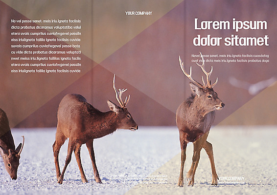 템플릿 편집 표지디자인 북디자인 출판디자인 표지 야생동물 리플렛 북커버 3단접지 사슴 세마리 팜플렛 사람없음 이미지템플릿 AI파일 동물 포유류 3 파일형식 벡터