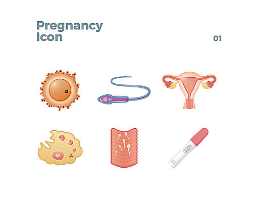 아이콘 사람없음 임신 웹아이콘 자궁 난자 나팔관 임신테스트기 질 2D아이콘 AI파일 정자세포 의료용품 장기_의학 생식세포 생식기관 파일형식 벡터